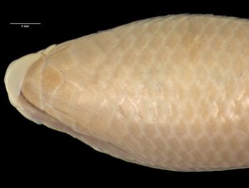 Media type: image;   Herpetology R-112202 Aspect: head ventral